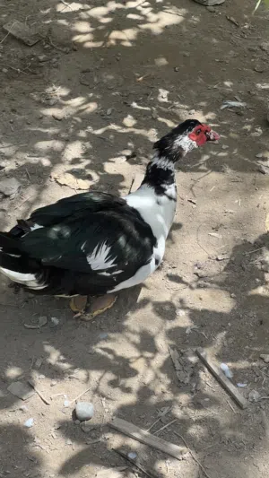 بط بري للبيع