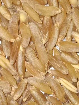 قمح نورسي (رومي) البذره القديمه 100 كيلو للبيع