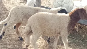 خروف وفطيمه وطنيات تبارك الله العمر شهرين ونص