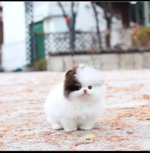 Male And Female Pomeranian Puppies