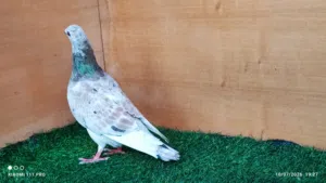 بسم الله  متاح ذكر زاجل اللهم بارك