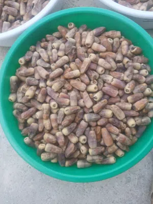 سح نغال 2026
