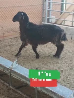 اضاحي خرفان وتيوس