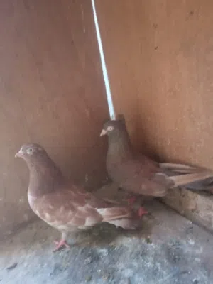 كوبيا بهلوان ارضي للبيع