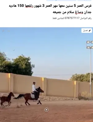 فرس العمر 5 سنين