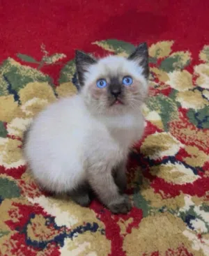 chat siamois Himalayan pur race