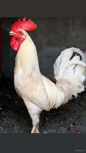 زوج ابيض  ديج ودجاجة عرب