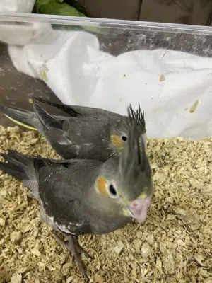 للبيع فروخ دره كوكتيل