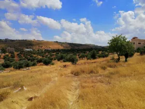 Farm Land for Sale in Jerash Kufor Khal