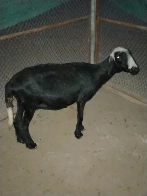 جاعده تهجين