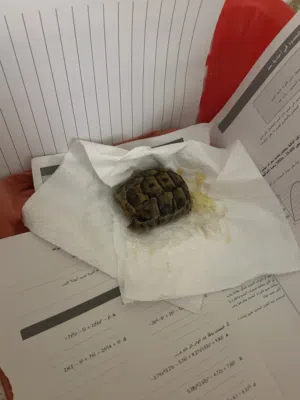 سلحفاة يونانيه Greek turtle