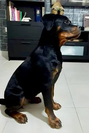 rottweiler with a pedigree and 3 fci titles
