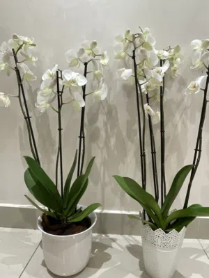 orchid flower plant