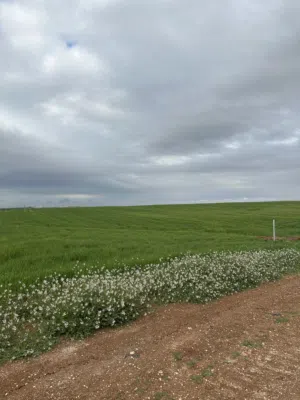 Residential Land for Sale in Irbid Al Rahebat Al Wardiah