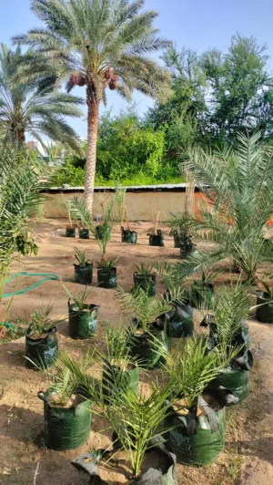 مزرعتين شبك في قرية الخوض