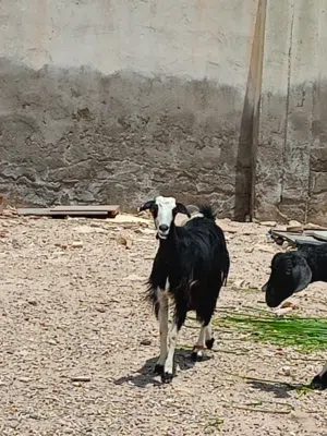 ماعز عماني