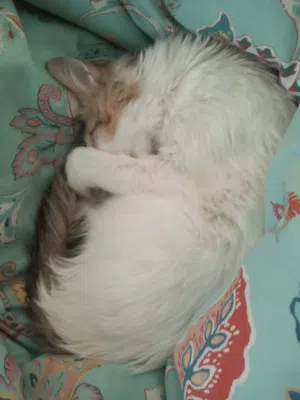Female mix breed for adoption