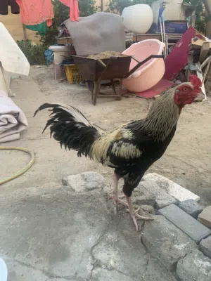 Roaster Chiken good Condition