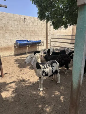 جاعده هندية