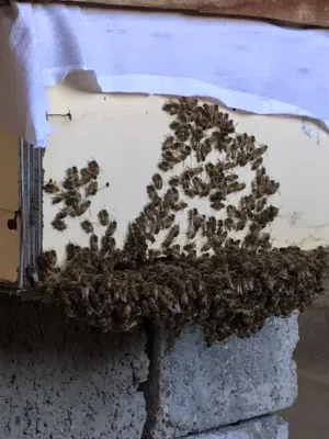 خلية نحل 8براويز