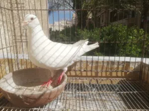 دكر حمام لاحم ابيض فرنساوى