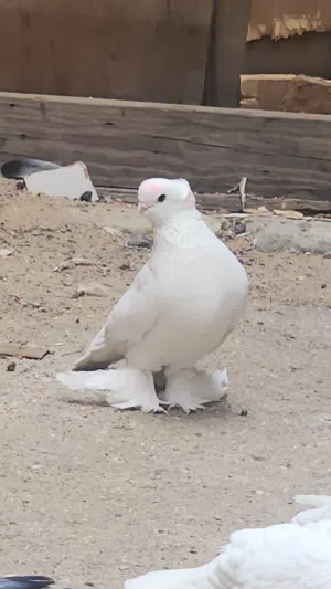 تك فحل كمبك جاهز