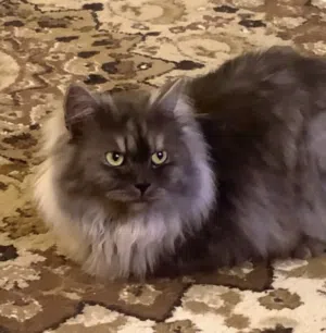 Maine Coon Mix & Persian Longhair  خليط ماين كون وشيرازي طويل الشعر كبير الحجم