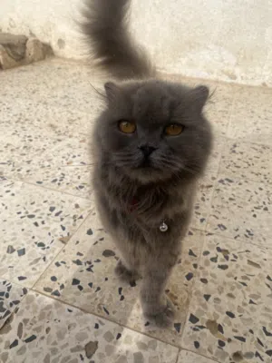 قط سكوتش فولد