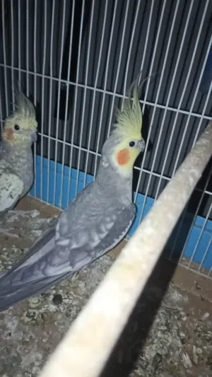 كوبية كوكتيل ،،امصوقرا للبيع أو التبديل بكوبية كناري