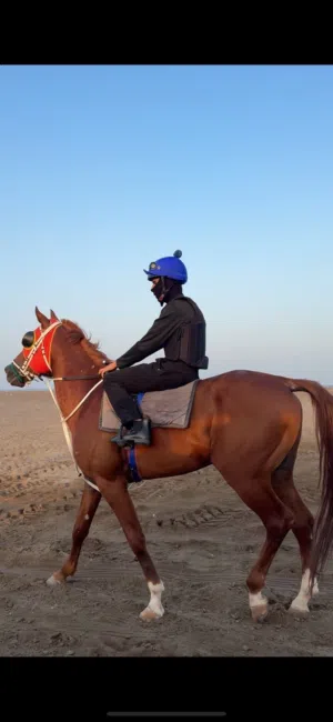 ايواء خيول