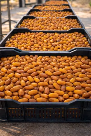 تمر للبيع بسعر الجملة