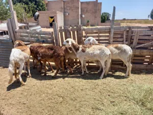 نعاجه للبيع صغار في سن تهري