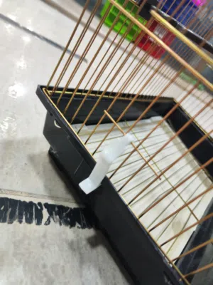 قفص ذهبي فيلا ، مناسب لكل الطيور. فيشر روز حب كوكتيل ، بلابل