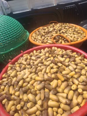 رطب نغال حبه كبيره وجوده ممتازه