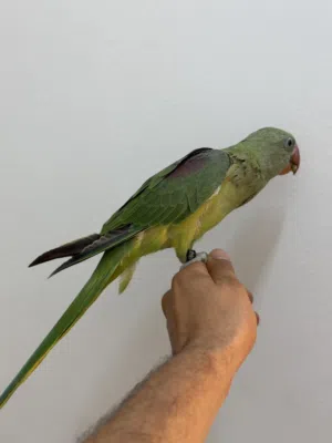 بغباء نيبالي