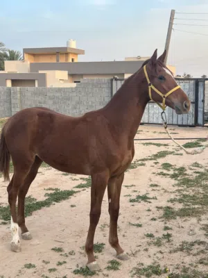 فلوه ربي يبارك مشاءالله
