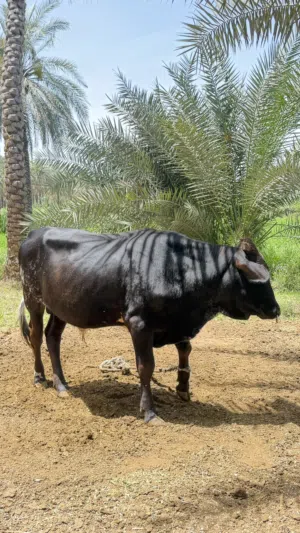 عجل نمساوي حجم كبير