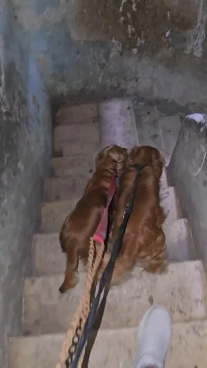 Golden Retriever3