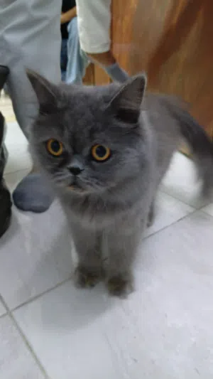 قط بريطاني مميزة من نوع الشعر الطويل دم نقي وليس مكس عمرها 3 شهور ونصف تملك لون فريد وفخم أزرق