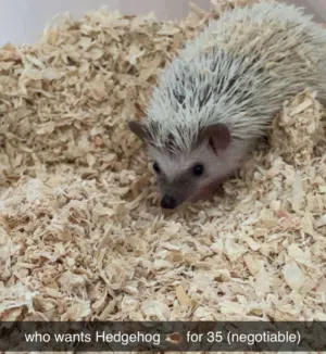 hedgehog for sale