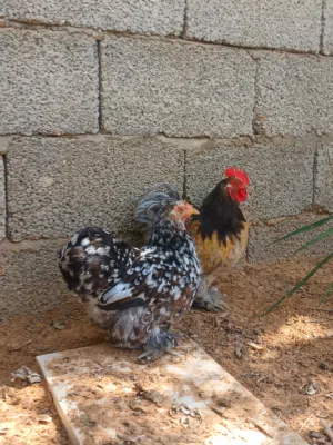 كوبيا استرالي ذكر بركاني وانثى زهري حاجه ربي يبارك ما شاء الله لا قوه الا بالله.