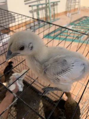 متاح لعشاق السلالات النادره والتميز صيصان لمبرجيني ابيض عظم اسود سلاله مستورده نقيه وصافيه ولاول مره