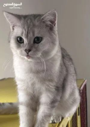 قطط بريتش وسكوتش ستريت مستويات عاليه بسعر رمزي