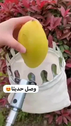 مقطاف المامحو