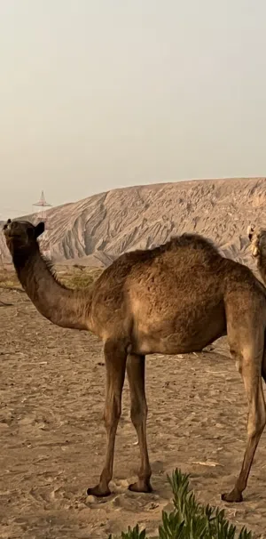 قعود للبيع