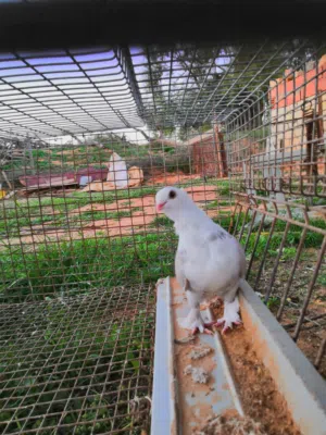 أنثى مصري الله يبارك