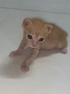 cat for free