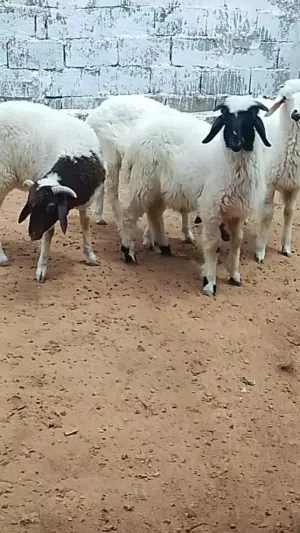 اغنام للبيع