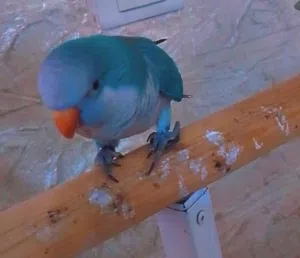 ببغاء كويكر ازرق
