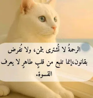 قطط للتزاوج